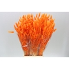Dried Lagurus Orange