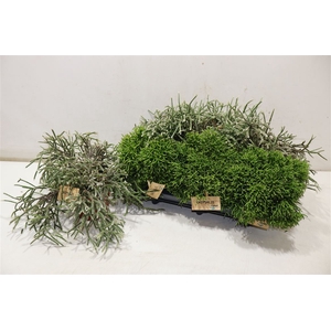 Rhipsalis Gem