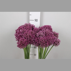Allium Jasmine