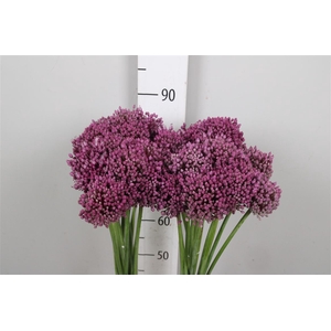 Allium Jasmine