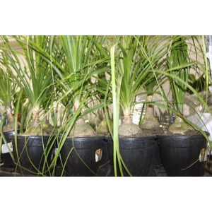 BEAUCARNEA P24