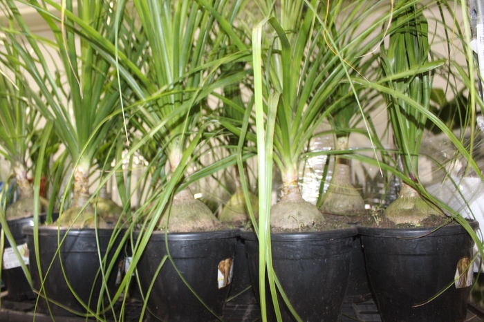 <h4>BEAUCARNEA P24</h4>