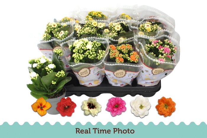 <h4>KAL GE GEM 6 KL</h4>