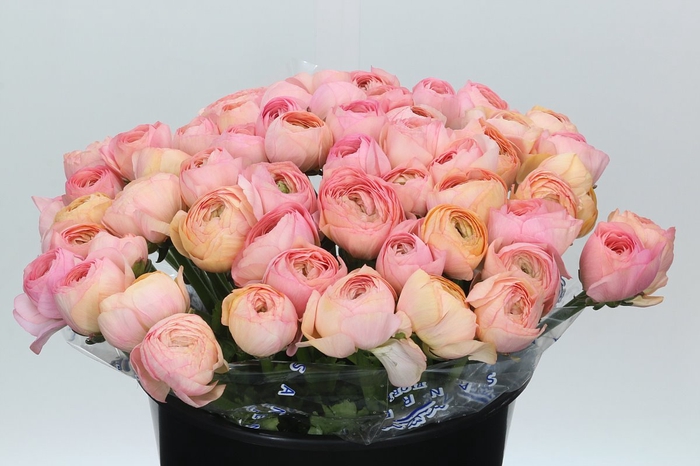 <h4>Ranunculus Clooney Venere Super</h4>