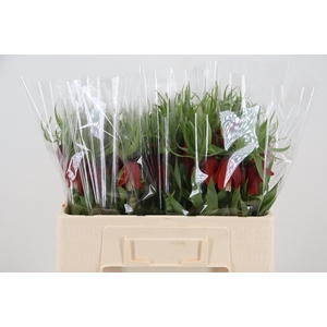 FRIT ROOD KLOON 050CM