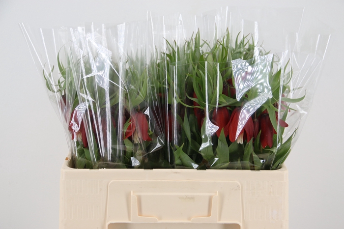 <h4>FRIT ROOD KLOON 050CM</h4>