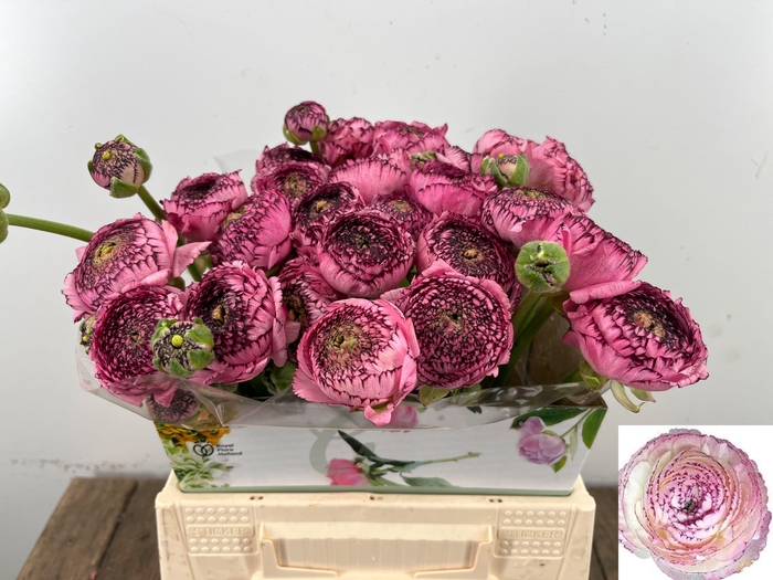 <h4>RAN ANDREA CAPPUCCIN</h4>