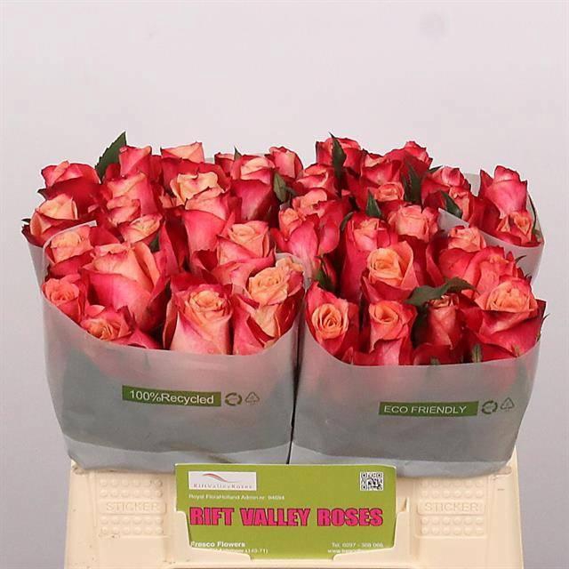 <h4>R GR HELENE</h4>