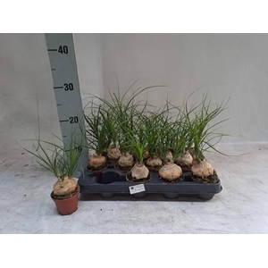 Beaucarnea Recur  cp