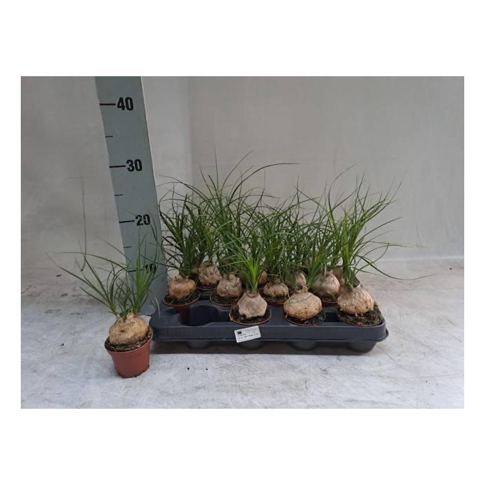 <h4>Beaucarnea Recur  cp</h4>