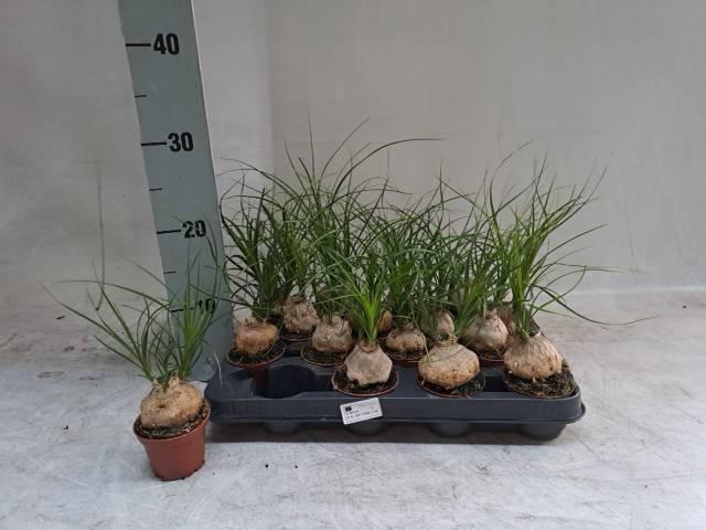 Beaucarnea Recur  cp