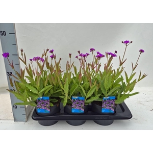 Verbena rigida