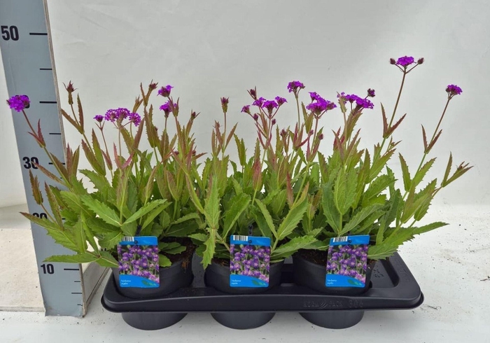 <h4>Verbena rigida</h4>