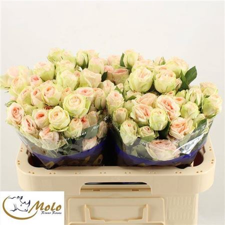 <h4>Rosa spray Rosa Loves Me Inger Kristine</h4>