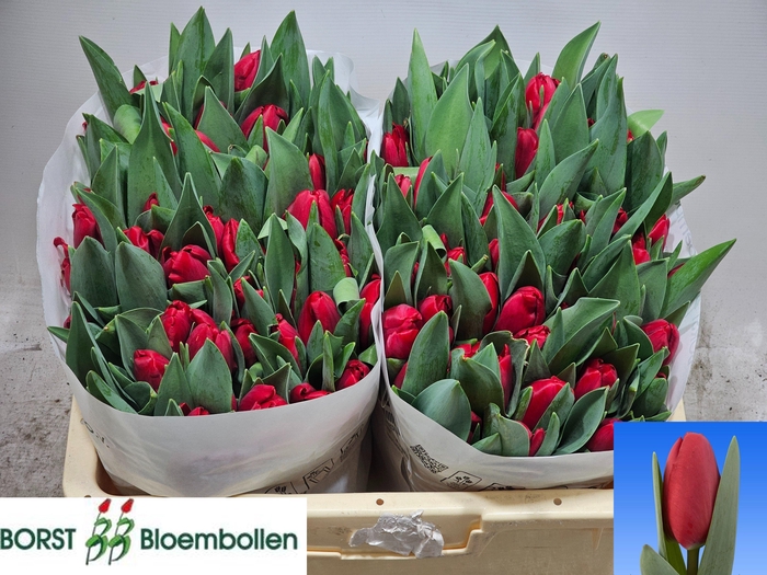 <h4>TU EN LOVE TRAIN</h4>