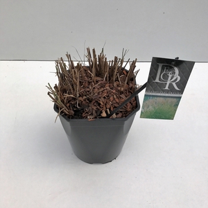 Graminées Miscanthus 'Kleine Silberspinne'