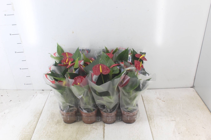 <h4>ANTHURIUM RED SUCCESS P09</h4>