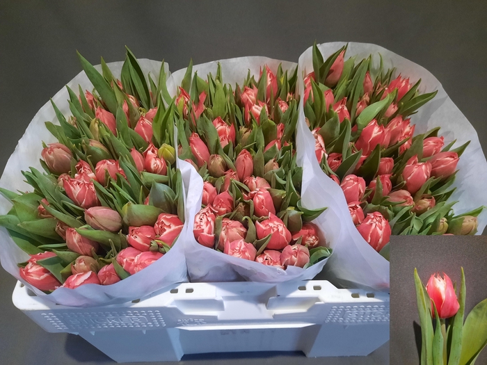 <h4>TU DU CHAMPIONSHIP</h4>