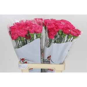 Dianthus St Bizet