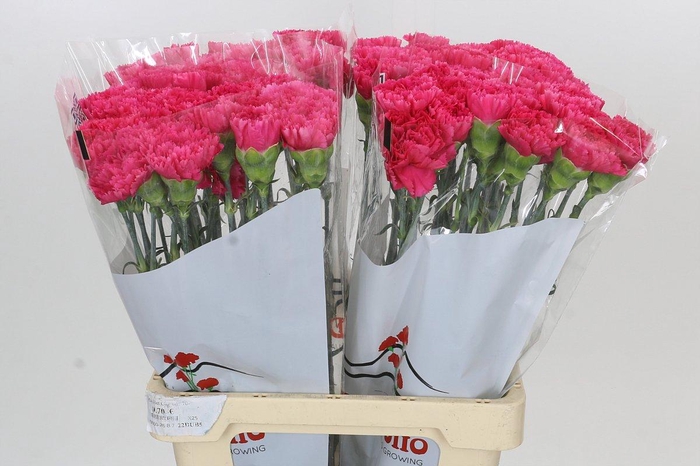 <h4>Dianthus St Bizet</h4>