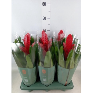 Vriesea  'Intenso Red'