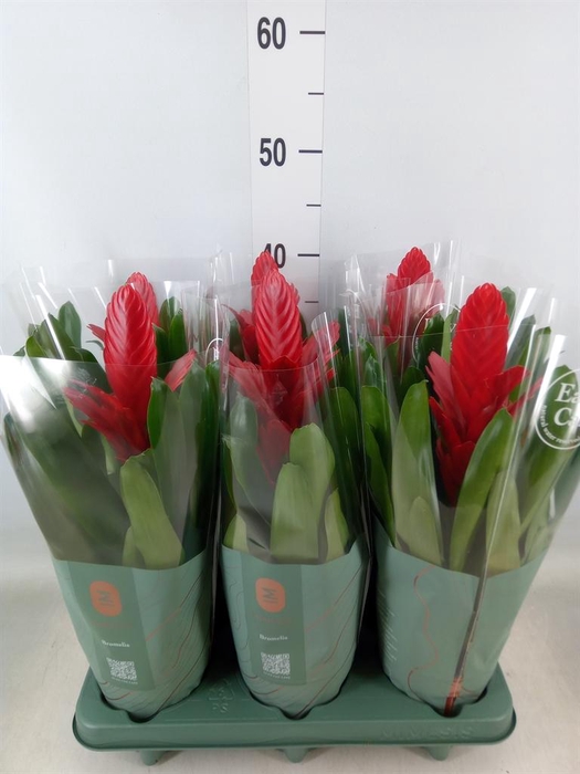 <h4>Vriesea  'Intenso Red'</h4>