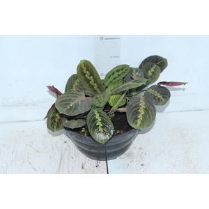 MARANTA LEUCONEURA FASCINATOR TRICOLOUR C21