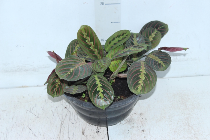 <h4>MARANTA LEUCONEURA FASCINATOR TRICOLOUR C21</h4>