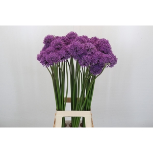 Allium Gladiator