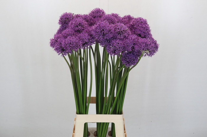 <h4>Allium Gladiator</h4>