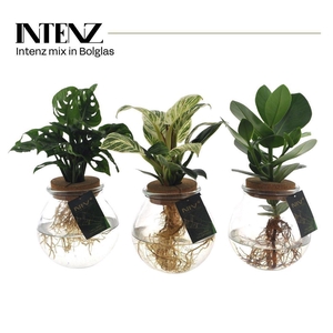 Planten ..mix