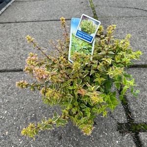 Abelia grandiflora 'Happy Daydream'