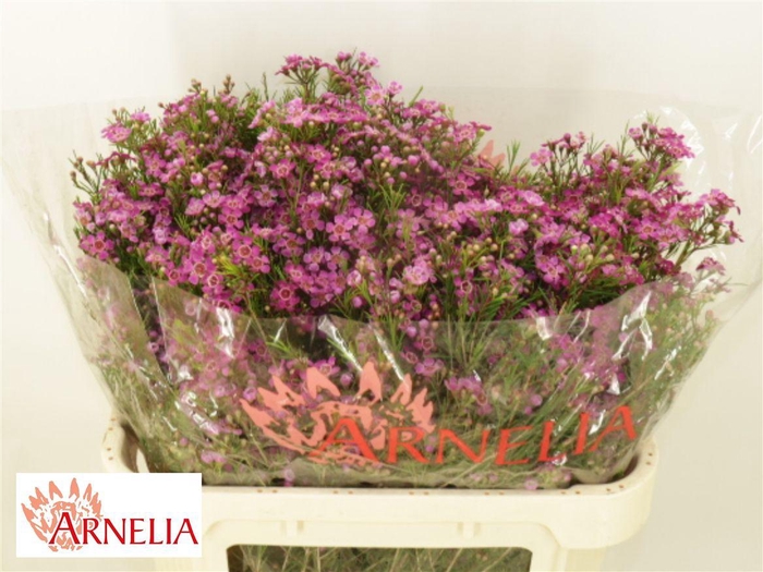 Chamelaucium Purple Rain