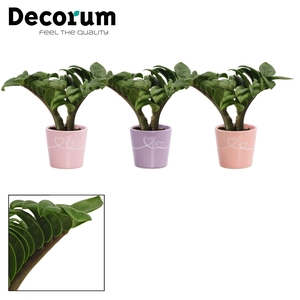 Zamioculcas Zenzi V-leaf 6 cm, 2 veren in Romy (Party Love-colle