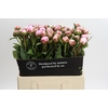 Paeonia Sarah Bernhardt