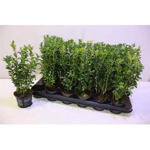 Buxu Sempervirens