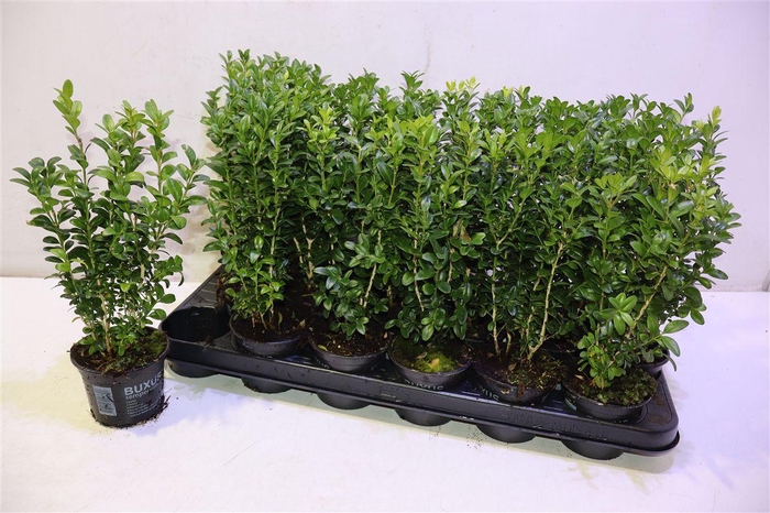 <h4>Buxu Sempervirens</h4>