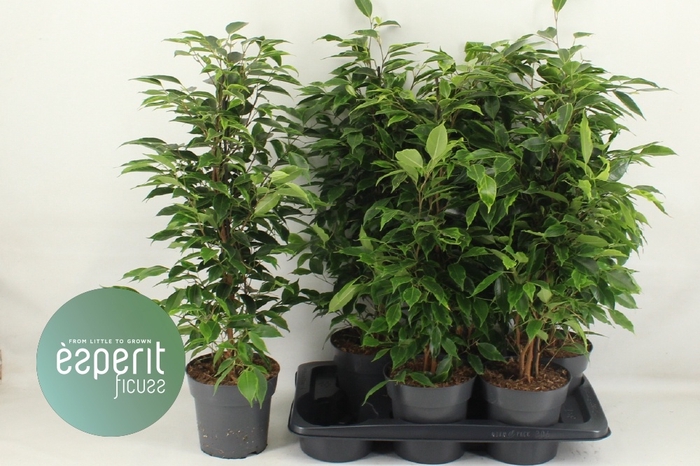 <h4>FIC BE ANASTASIA</h4>