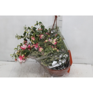 BRINCO DE PRINCESA C21