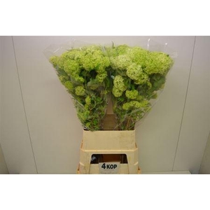 Viburnum Roseum St 100cm 4 Hd