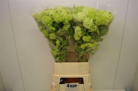 <h4>Viburnum Roseum St 100cm 4 Hd</h4>