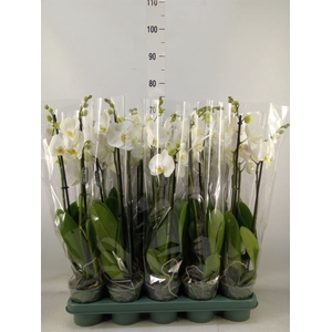 Phalaenopsis   ...white
