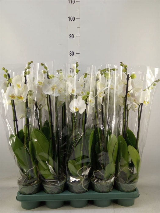 <h4>Phalaenopsis   ...white</h4>