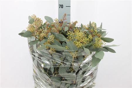 <h4>Euca Populus Bes Lang 300gr</h4>