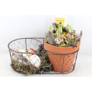 arr4 Narcis MB - Zink mand terra kip