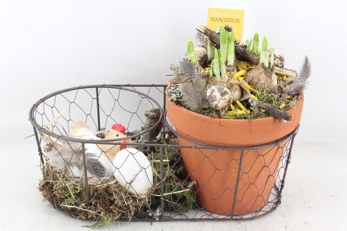 <h4>arr4 Narcis MB - Zink mand terra kip</h4>