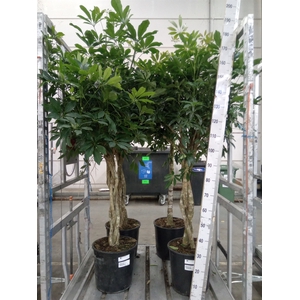 Schefflera arbor. 'Compacta'