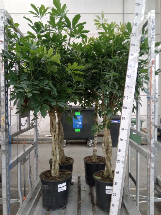 <h4>Schefflera arbor. 'Compacta'</h4>