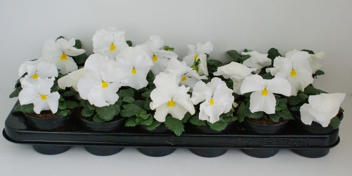 <h4>Viola F1 Zuiver Wit</h4>