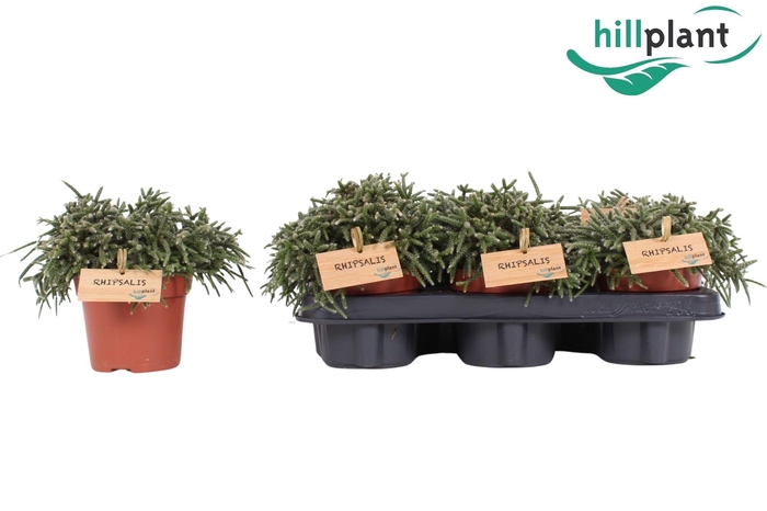 <h4>RHIPSALIS PILOCARPA</h4>